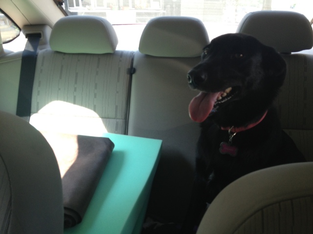 Back seat:  Dog and supplies for window cover